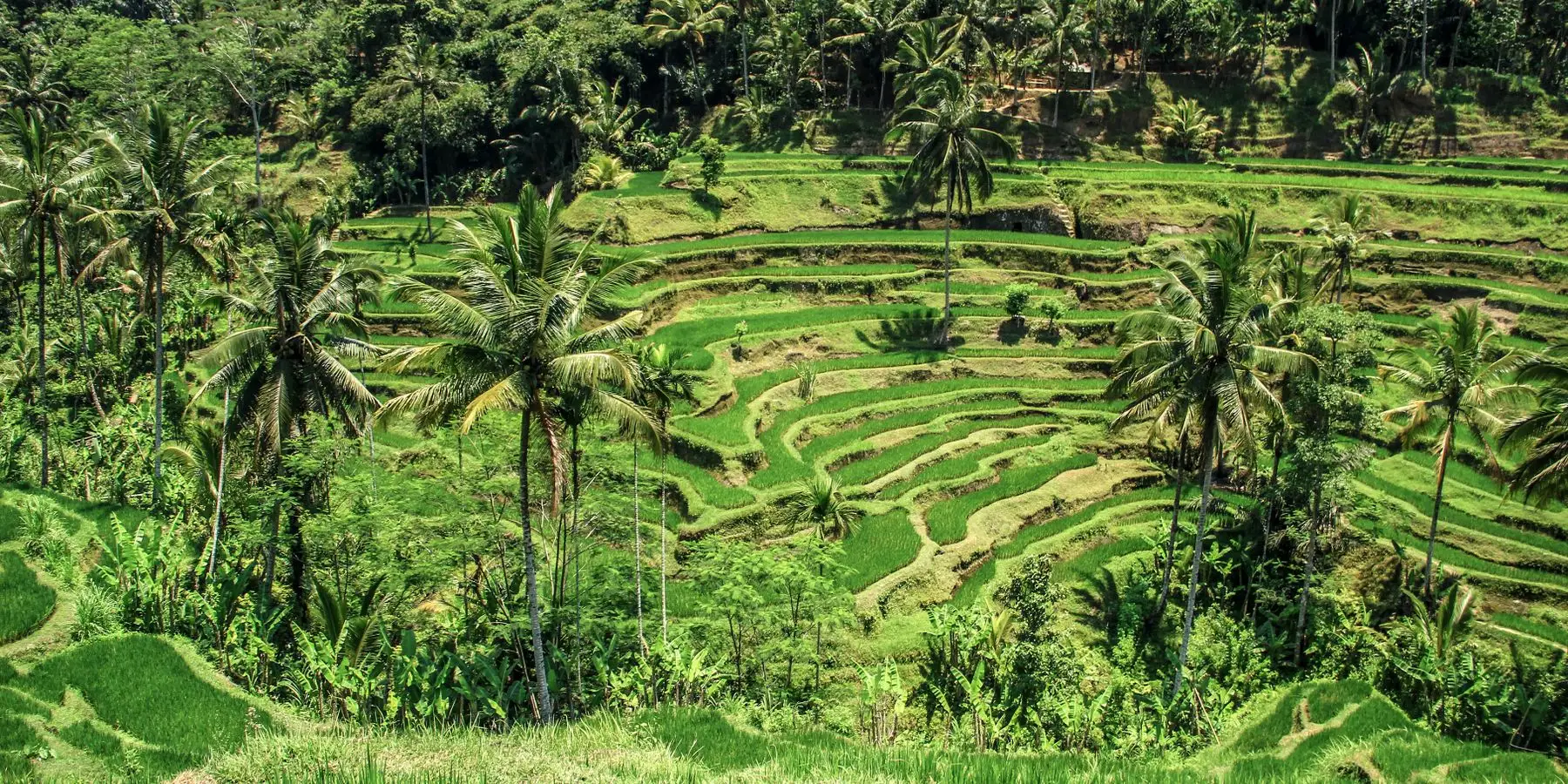 Terraced rice paddies stepping down a hillside in Bali, framed by coconut palms.