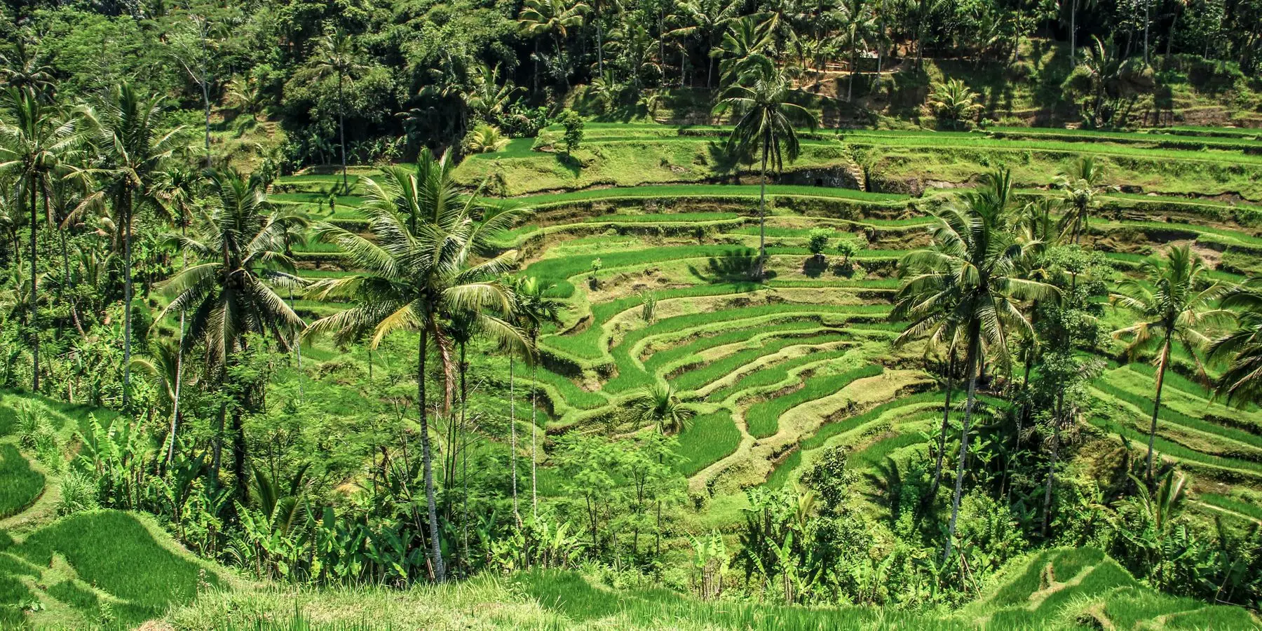 Terraced rice paddies stepping down a hillside in Bali, framed by coconut palms.